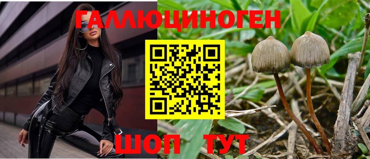 Псилоцибиновые грибы Cubensis  Вход с VPN  Великие Луки 